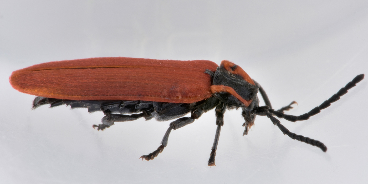 Lycidae:  Lygistopterus anorachilus?  Sì !